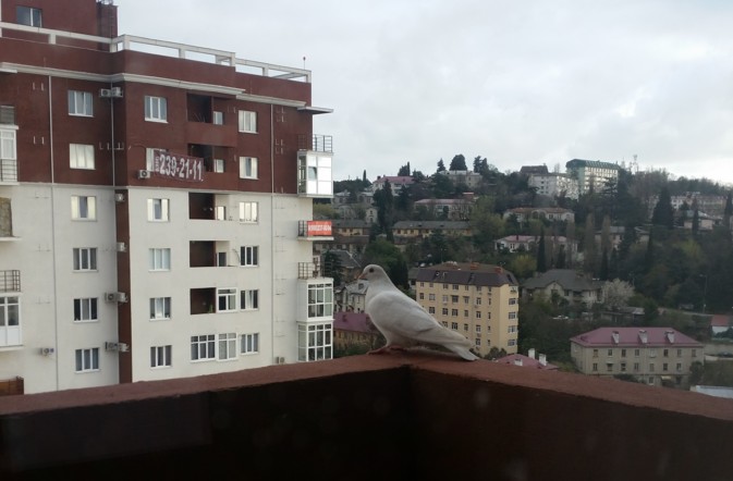 примета залетел голубь на балкон