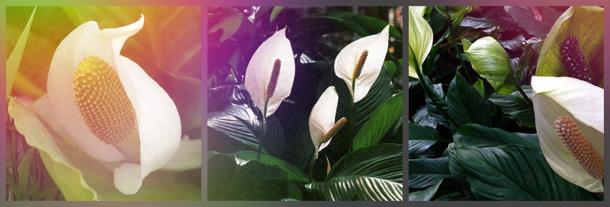 Спатифиллум - женский цветок счастья