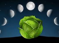 Лунный посевной календарь на 2020 год: таблица, фаза Луны Полнолуние и Новолуние