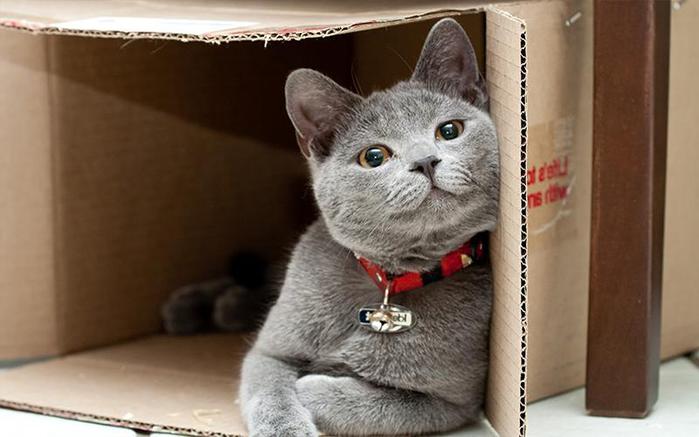 Кошачья магия: чем помогает кошка в доме! 