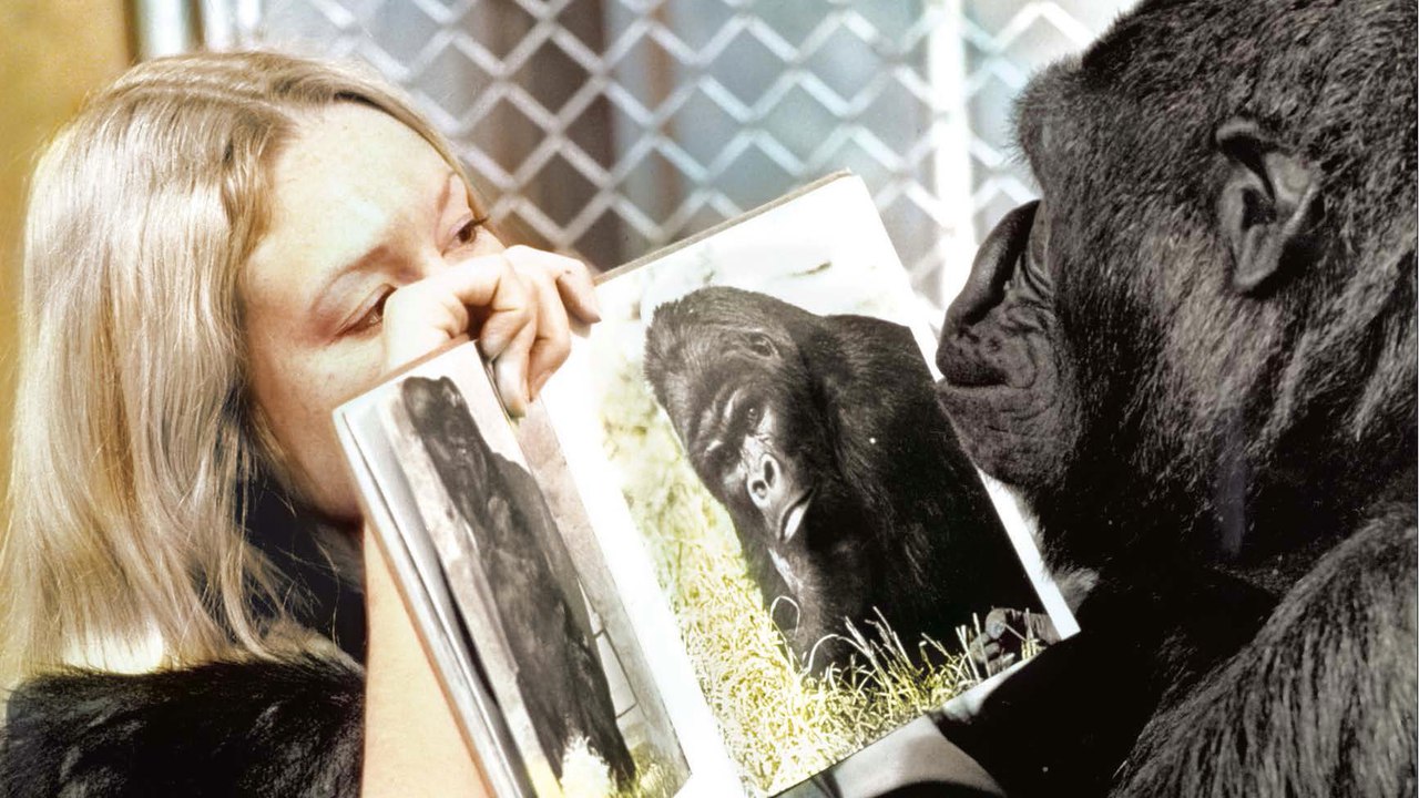 Умерла знаменитая говорящая горилла
