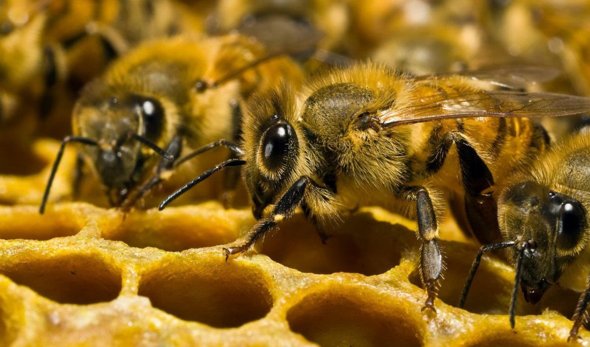 Через 17 лет на Земле исчезнут пчелы и случится страшное