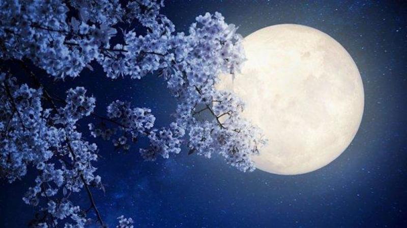 Лунный посевной календарь на апрель 2020 года: таблица и фаза Луны сегодня 
