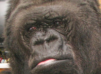 Умерла знаменитая говорящая горилла