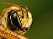 Через 17 лет на Земле исчезнут пчелы и случится страшное