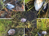 После таинственного затемнения в Якутии нашли более 50 внезапно умерших птиц 